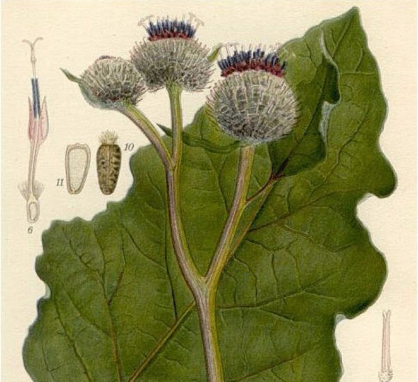 Репей лопух