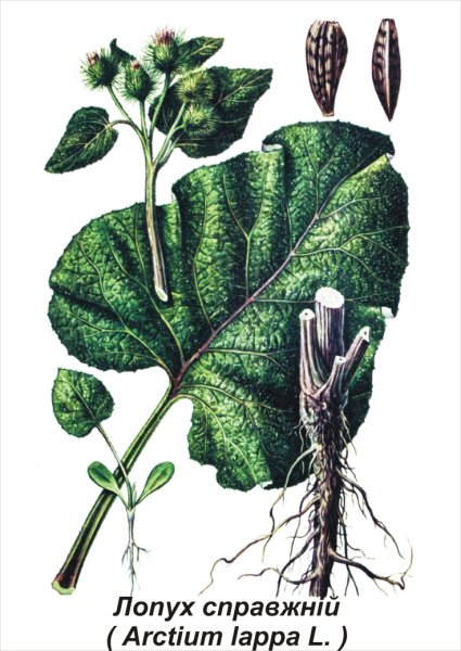 Лопух большой Ботанический рисунок