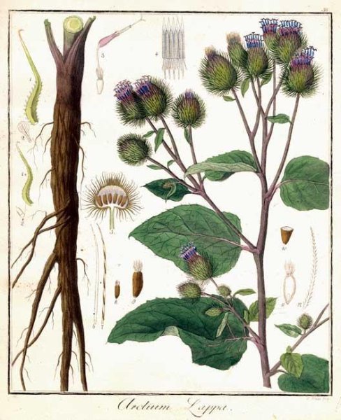 Лопух репейник