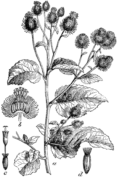 Лопух большой репейник Ботаническая иллюстрация