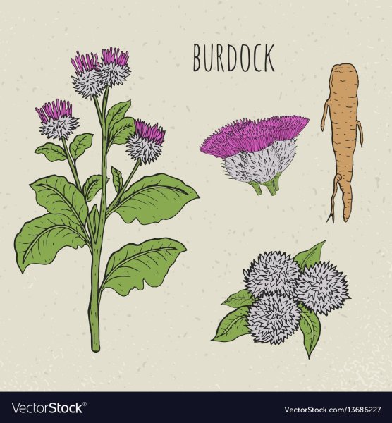 Репейник раскраска