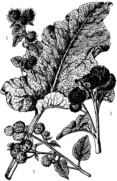 Репей лопух