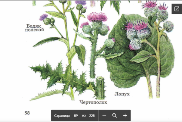Лопух большой репейник Ботаническая иллюстрация