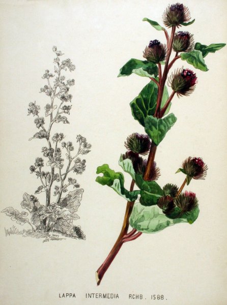 Лопух паутинистый Ботанический рисунок