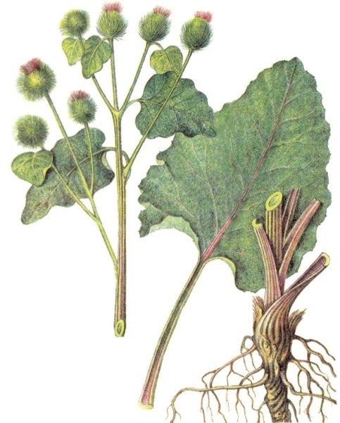 Лопух большой репейник Ботаническая иллюстрация