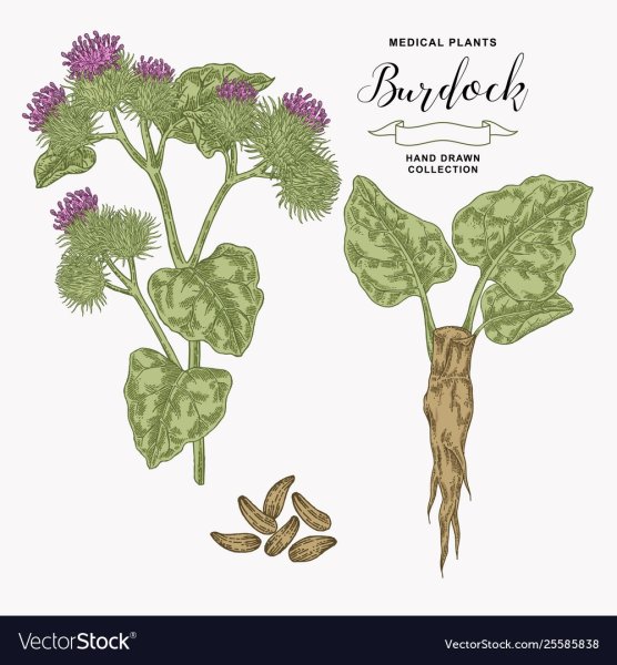 Лопух вектор