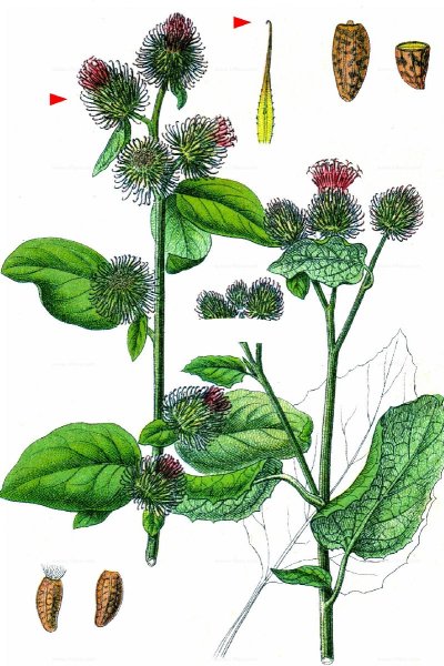 Лопух большой репейник Ботаническая иллюстрация