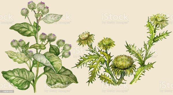 Лопух растение рисунок