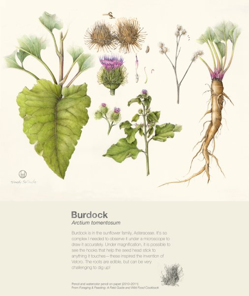 Лопух рисунок