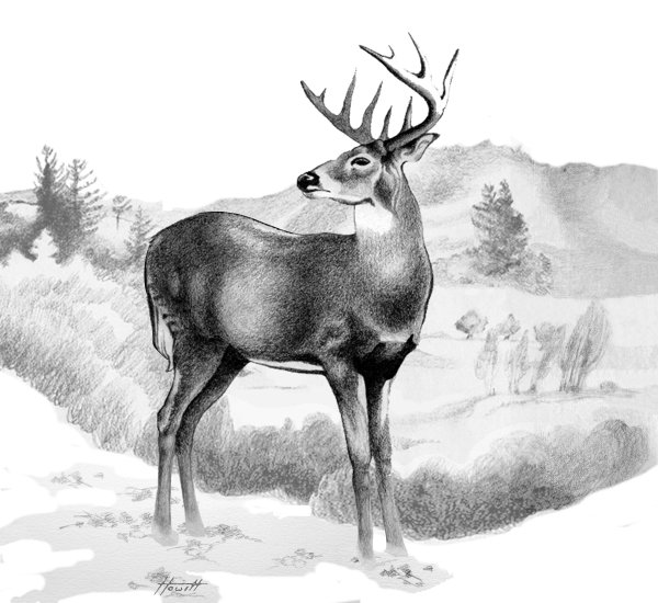 Олень карандашом