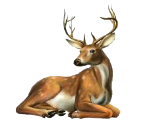 Олень лежит рисунок