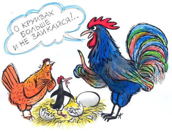 Петух карикатура
