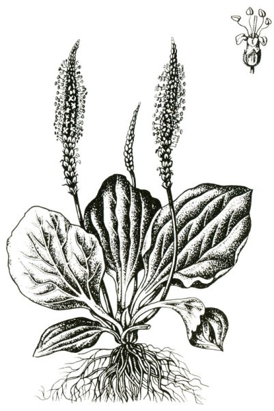 Подорожник ланцетный ГФ