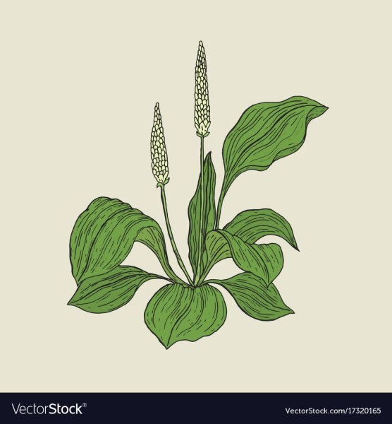 Подорожник раскраска