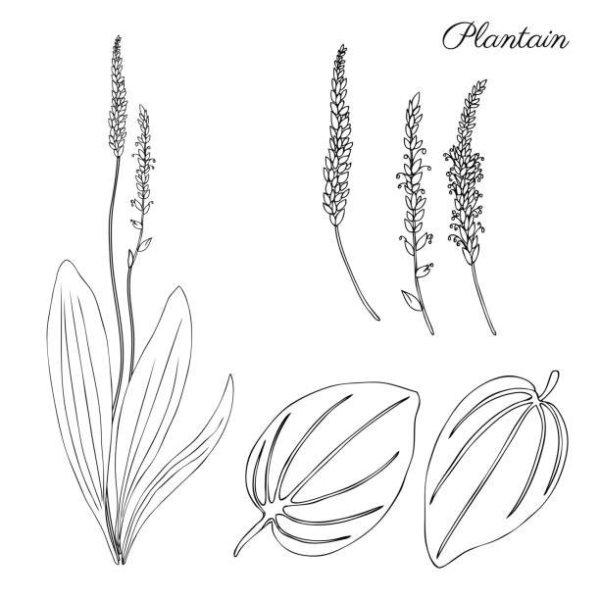 Подорожник рисунок карандашом для детей