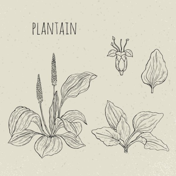 Ботанический атлас подорожник обыкновенный