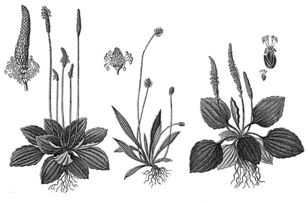 Подорожник ланцетовидный корни