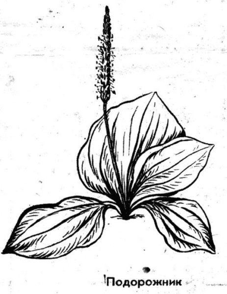 Подорожник ланцетолистный