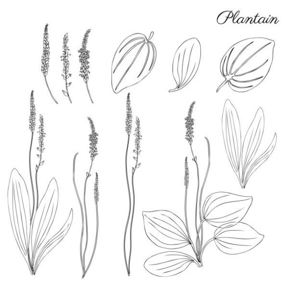 Подорожник векторное изображение