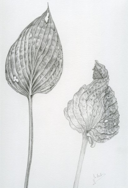 Подорожник обыкновенный