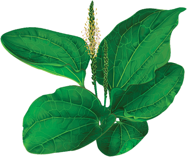 Подорожник ЛРС