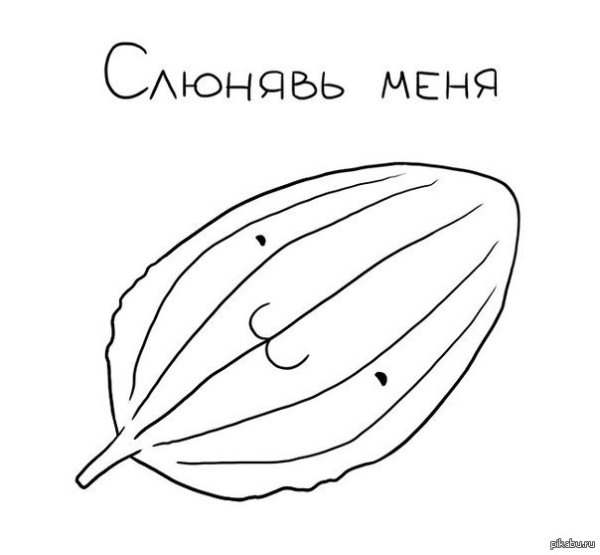 Листья подорожника большого