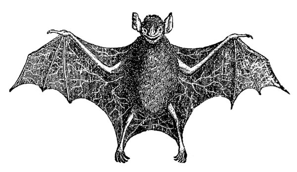 Летучая мышь картинка для детей