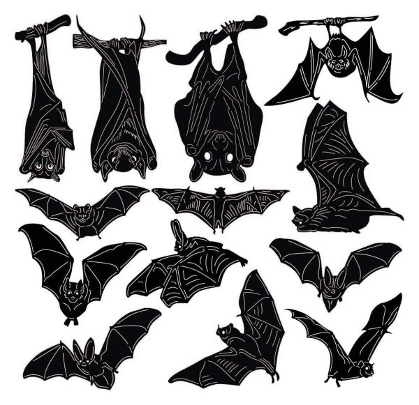 Летучая мышь