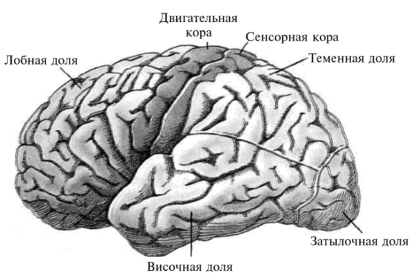 Строение головного мозга доли коры