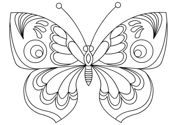 Раскраска "бабочки"