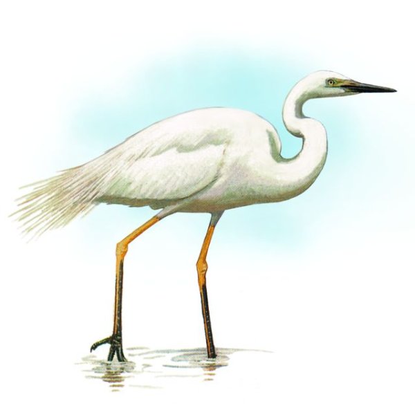 Сабля цапля