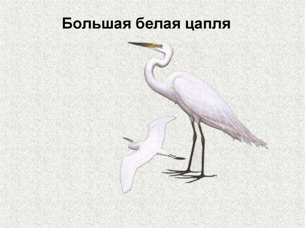 Определитель цапель