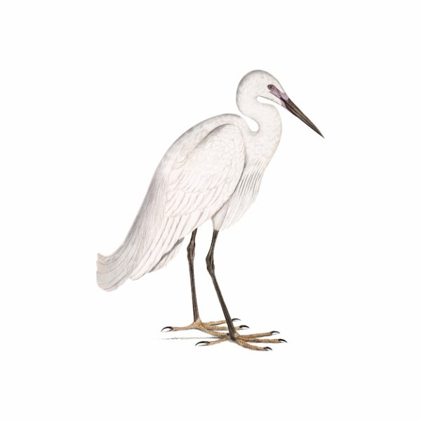 Цапля на белом фоне