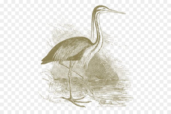 Серая цапля рисунок