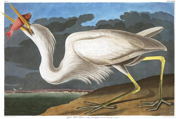 Птицы Америки, Джеймс Одубон.