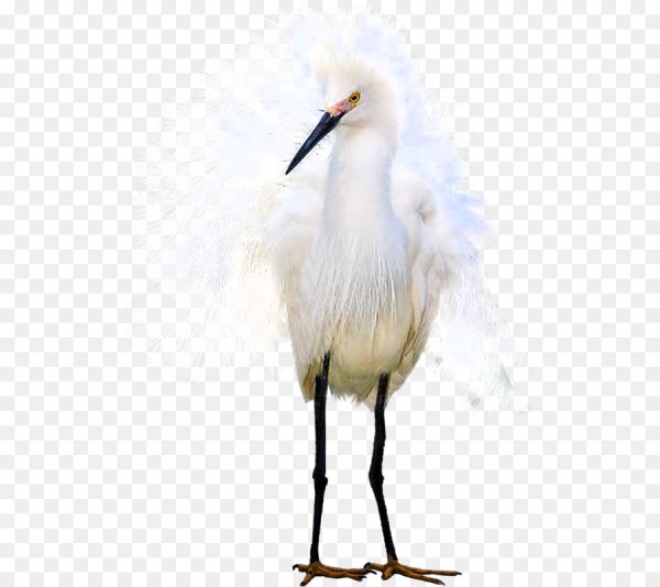 Белая цапля