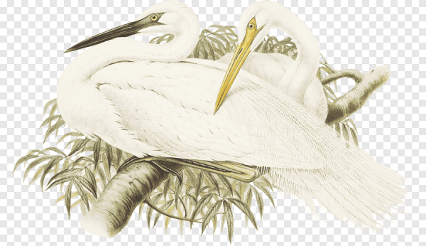 Большая белая цапля рисунок