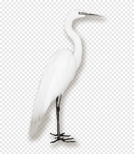 Колено Цапли