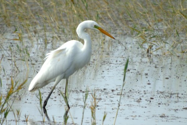 Цапля раскраска