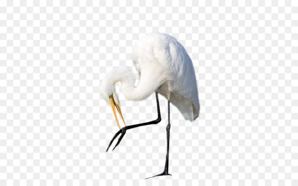 Цапля на прозрачном фоне