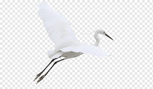 Журавль карандашом