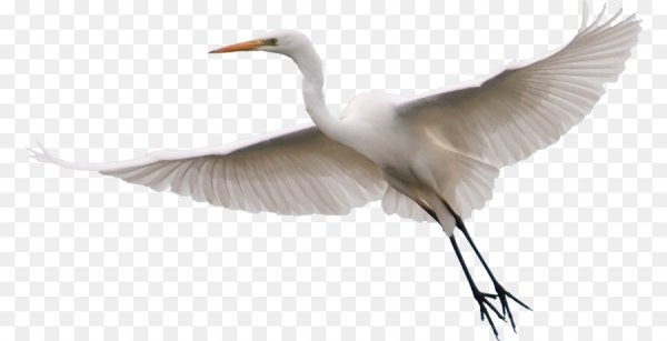 Раскраска рыжая цапля