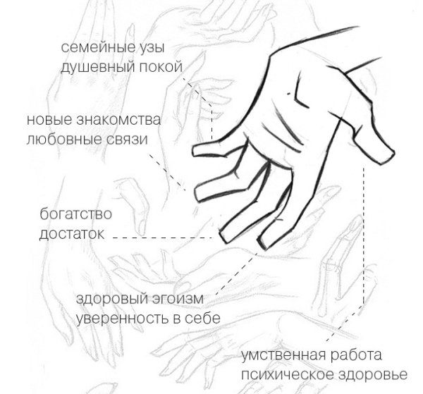 Концевая фаланга большого пальца