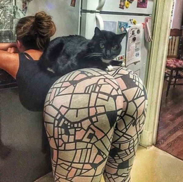 Котик на попе девушки
