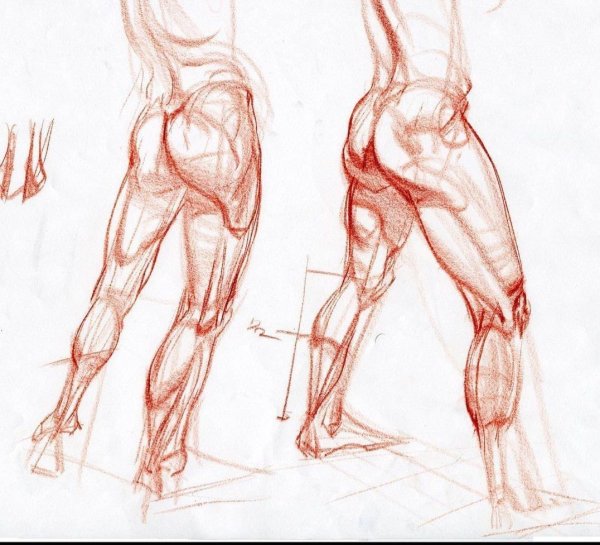 Мышцы ноги пластическая анатомия