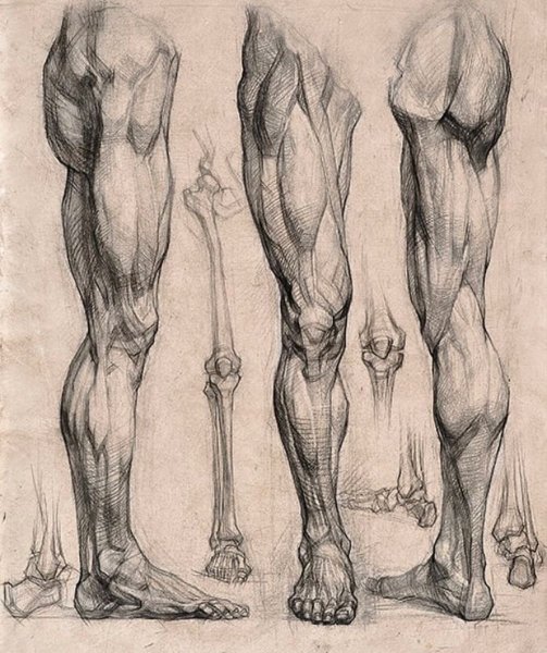 Экорше ноги Академический рисунок