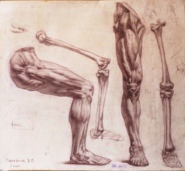 Анатомия нижних конечностей Экорше