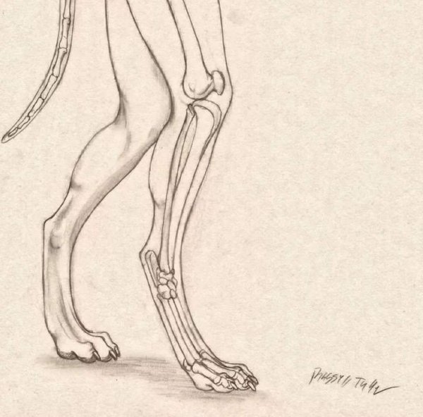 Анатомия Антро ног