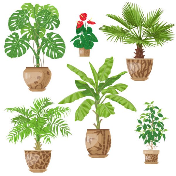 Пальма в горшке вектор