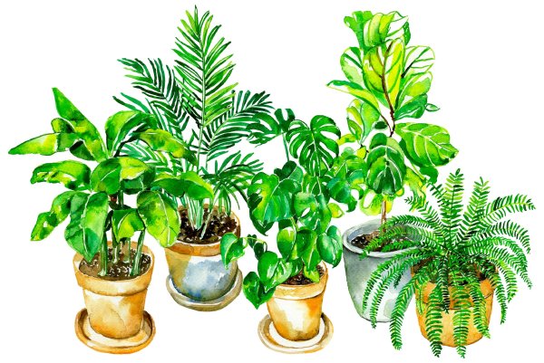 Комнатные растения на белом фоне